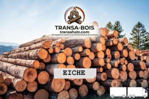 Stammholz Eiche – LKW-Ladung flexibel (20 RM oder 40 RM)